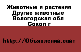 Животные и растения Другие животные. Вологодская обл.,Сокол г.